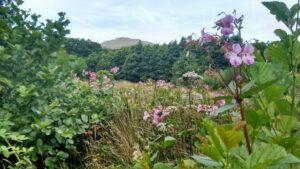 Himalayan balsam in full flower