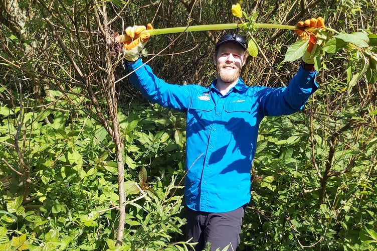 A PCNPA volunteer in a blue shirt and baseball cap removing INNS from the countryside