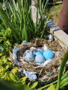 Image of nest with blue eggs
