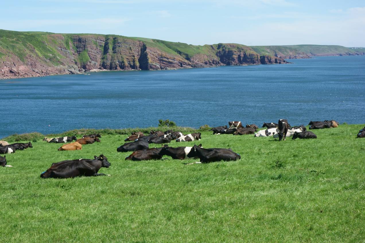 A herd of Friesan cows grazing on a clifftop