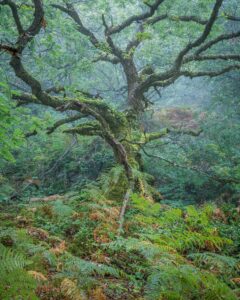 An image of a tree in Ty Canol Woods