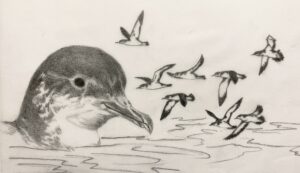 Image of hand drawn Manx Shearwaters