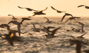 Image of a flock of Manx Shearwaters