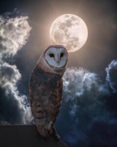 An image of a barn owl against silvery clouds and a full moon.